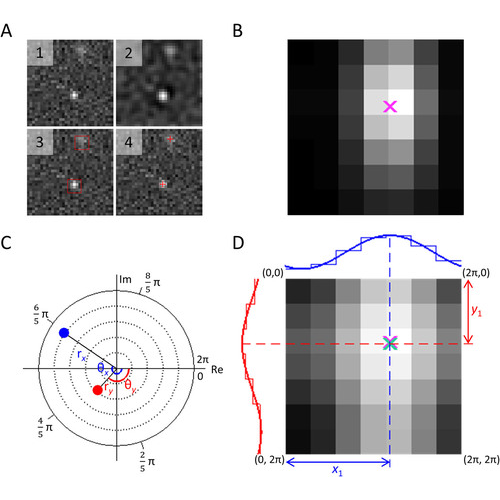 Phasor based single-molecule localization microscopy in 3D (pSMLM-3D): An algorithm for MHz localization rates using standard CPUs 