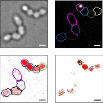 Evaluating single-particle tracking by photo-activation localization microscopy (sptPALM) in Lactococcus lactis 