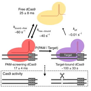 Visualisation of dCas9 target search in vivo using an open-microscopy framework 