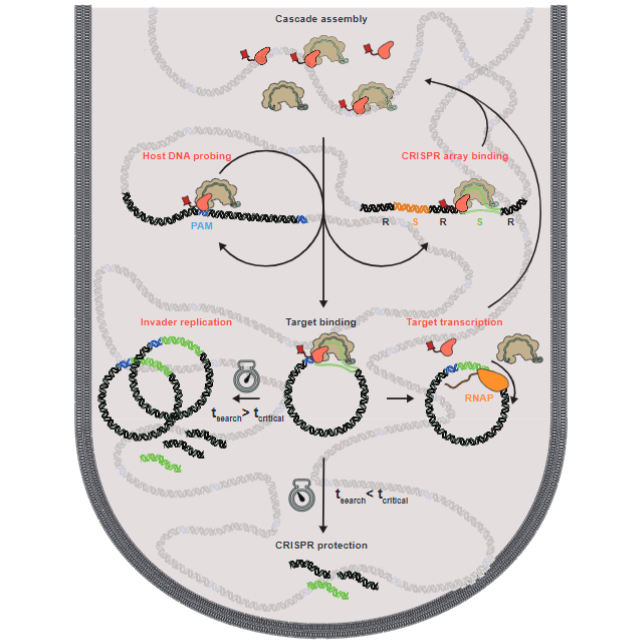 Direct Visualization of Native CRISPR Target Search in Live Bacteria Reveals Cascade DNA Surveillance Mechanism 