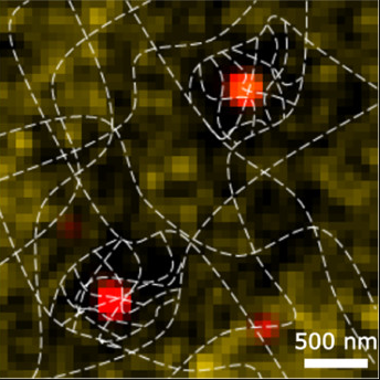 Spatiotemporal Heterogeneity of κ-Carrageenan Gels Investigated via Single-Particle-Tracking Fluorescence Microscopy 