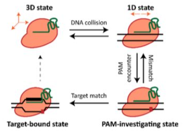 Live-cell imaging reveals the trade-off between target search flexibility and efficiency for Cas9 and Cas12a 