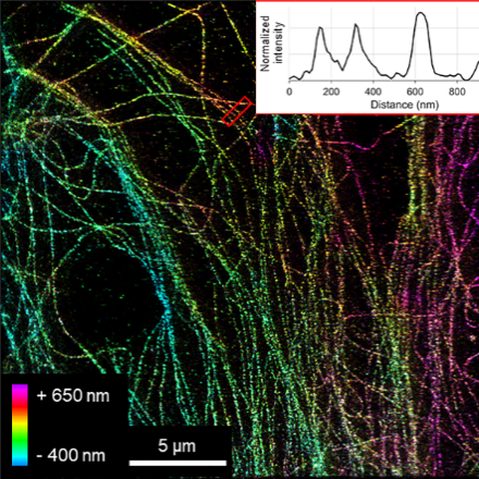 Integrating engineered point spread functions into the phasor-based single-molecule localization microscopy framework 